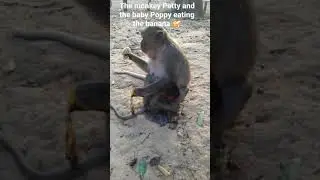 #short, the monkey Patty and the baby Poppy eating the banana 🍌