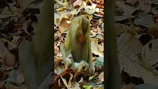 Top Primatologist Reveals the SECRET to Raising Happy Baby Monkeys!