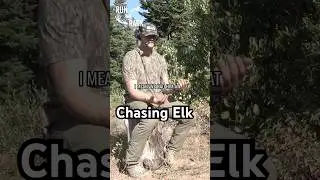Close encounters chasing elk in Idaho⬆️🔉 #idaho #elk #archery