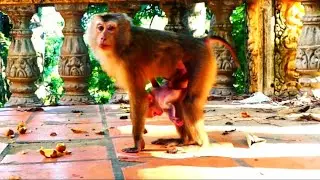 Poor Released Pet Mother Monkey Looks Extremely Hungry While Searching for Food