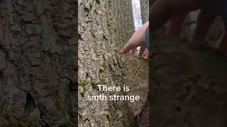 How I found a cache in the tree #geocaching #geocache #cache