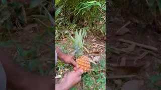 ✅ Wild Survival skills 🌿🍍 #survival #bushcraft #camping #outdoors #lifehacks