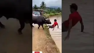Buffalo Attacks at Full Speed&mdash;Boy Escapes into Water, Car Gets Destroyed 💥🚗