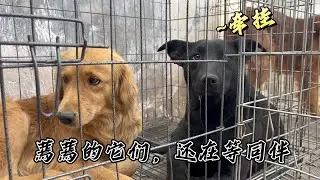 救回部分狗狗，卻滿心酸澀，剩下的還在寒風裏苦等