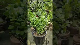 Jade plant heart shape topiary #jade #topiary #gardening