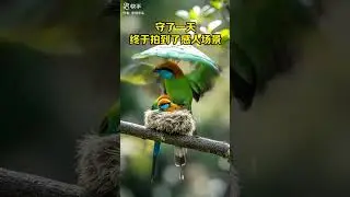 beautiful birds #wow #crash #wowchallenge #wowhighlights #