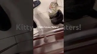 My Cat Loves to Eat Mashed Potatoes! #cats #catshorts #funnycats #kitties