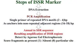 Steps of ISSR Marker