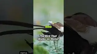 The bird that Walks on water #wildlifefacts #wildtidbits #jacana