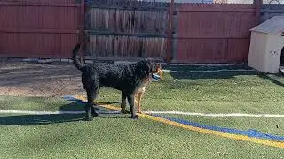 My chicken dog playing Doggy tug-o-war. #chicken