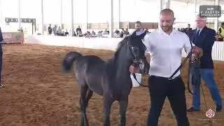 N 19 SALSABIL AL NEVINE N Y A   Egyptian Event Israel 2023   Futurity Fillies B Class 2