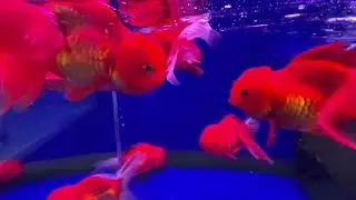 Cá đỏ chót đầu to nhiều đuôi đẹp/cá ba đuôi hay cá long nhãn. 