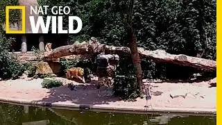 Lion Pounces on Unsuspecting Heron at an Amsterdam Zoo | Nat Geo Wild