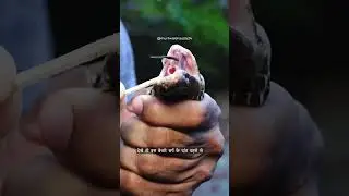 Snake bite tha child#snake #bite #children #safe ##shorts #trending #short #virelshorts #youtubeshor