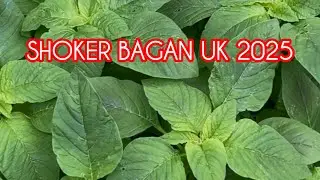 SHOKER BAGAN 2025 GARDEN TOUR , TIPS FOR NEW GARDENERS