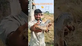 #short#viral SNAKEHEAD #fishing #video Shandar Marral #fish#catch (MAJID FISHER)