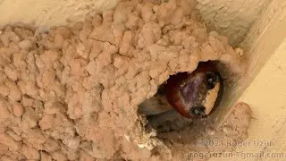 HDObservations : Cliff Swallow (4K UHD)