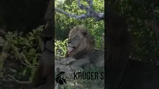 Casper The White Lion, Heading Towards These Males. #short #shorts