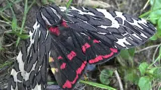 Aulaean tiger moth - Arachnis aulaea - 4k Quality - No Commentary - Tiger moth (Arctiinae)
