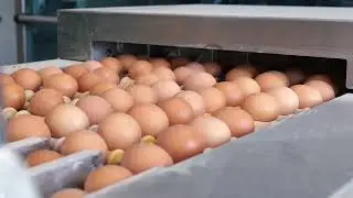 Eternit golfplaten op pluimveebedrijf Yverde