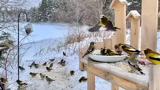 LIVE! BLUE JAY CAM Birds Squirrels Crows on the Cove New Brunswick🇨🇦 Tues 13 Jan 2026 #cattv #asmr