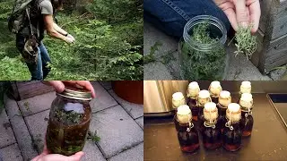 Forest medicine! How to make Cough Syrup with Spruce Tips, Thyme and Plantain!