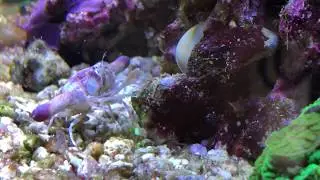 Ixa cylindrus
