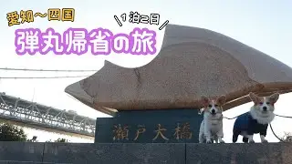 【四国帰省】初対面のじじばばとコーギーのやり取りが面白すぎたw w
