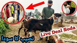 Turkey Dumba ka Nasib ka soda🥰 ||Nowshera Mandi update Peshawar||