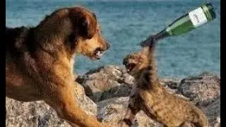 Brave Cats VS Dogs Funny Compilation 2018 - Funny Animals Compilation