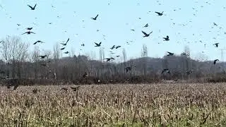 Palombe ce pose dans un maïs pour ce nourrir pour l hiver  #chasse #passion #tradition #migration 🫵🫵