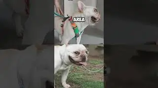 Hey, short-nosed dog owners, take a look 🐶👀
