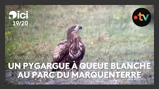 Un pygargue &agrave; queue blanche, tr&egrave;s rare en France, observ&eacute; au parc du Marquenterre
