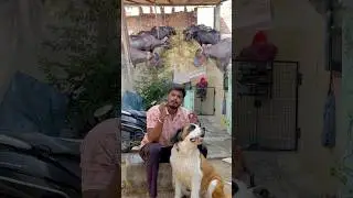Home-made mineral mixture with many health benefits for your cattle #dairyfarmer #telugufarmer￼