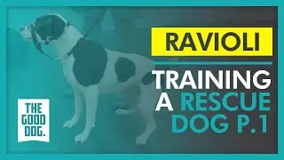 Training a rescue dog P.1 | Ravioli | The Good Dog Training