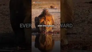 Motivational quotes~🔥 | Lion King #shorts #sigma #viral