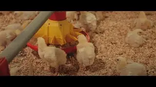 Hammoudeh gains free-range working solutions and processes with SAP Business One
