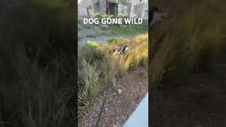 DOG GONE WILD