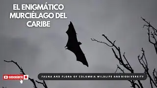 🦇 El Enigm&aacute;tico Murci&eacute;lago del Caribe. #murci&eacute;lago #biodiversidad #faunaselvatica #naturaleza