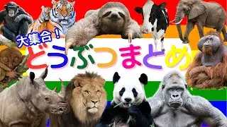 【どうぶつ大集合！】動物の仲間たちが大集合！！５９種類動物まとめ☆