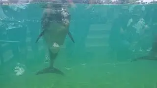 Beaker Likes You! - Dolphin Point | SeaWorld San Diego (June 20th, 2021)