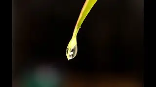 Picture Slideshow of Nature - After the Rain #2