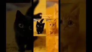 Two Cute Kittens with Big Eyes 😻💖 | Adorable Short #Shorts #CuteCats #Kittens #cute #fyp #viral