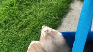 HAPPY FERRET DAY: Cute Ferrets Play Outside