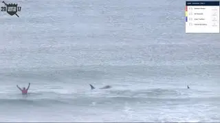 Killer Whales, the unlikely competitors in Norway surf contest