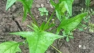 Spanish And Beetroot Plants ||Vegetable Plants ||Watch Full Video 