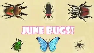 All The Bugs You Can Catch In JUNE In Animal Crossing New Horizons | Northern Hemisphere