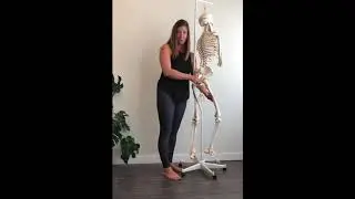 Actions Of The Piriformis