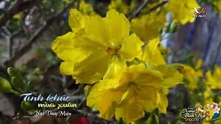 Diễm Thúy.  Tình Khúc Mùa Xuân