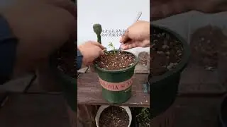 生根粉是一种植物生长调节剂，在扦插的时候使用到它，可迅速愈合伤口，促进生根发芽，起到提高成活率的作用#succulent#多肉#succulents